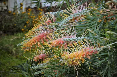 Grevillea Lemon Baby plant with pink and yellow flowers.