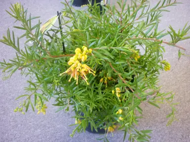 grevillea-lemon-daze-1