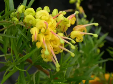 grevillea-lemon-daze-3