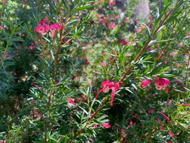 Grevillea Liliane shrub with pink flowers.