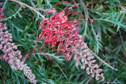 Grevillea Little Robyn shrub with green foliage and beautiful red flowers.