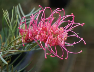 Grevillea Lollypops pink flower and green foliage.