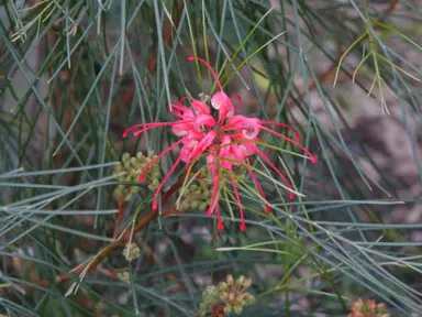 Grevillea longistyla shrub with fine green foliage and pink flowers.