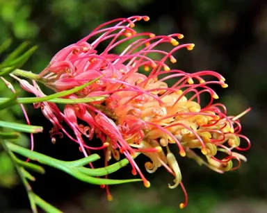 grevillea-loopy-lou--1