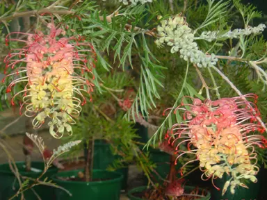 grevillea-loopy-lou-