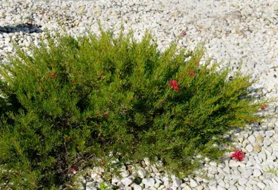 Grevillea Mini Marvel plant with red flowers.