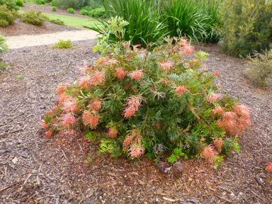 grevillea-molly--1