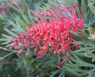 grevillea-molly-