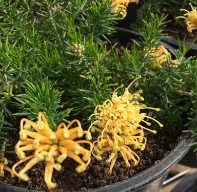 grevillea-molonglo--1