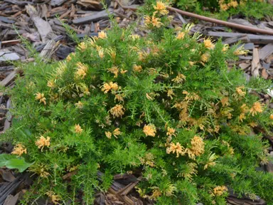 grevillea-molonglo-