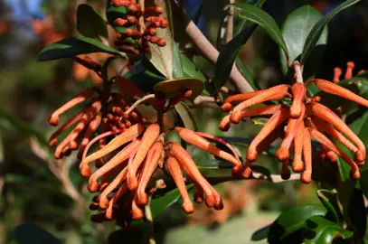 Grevillea Murray Valley Queen plant with orange flowers.