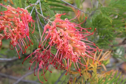 Grevillea Ned Kelly shrub with stunning, orange-red flowers.