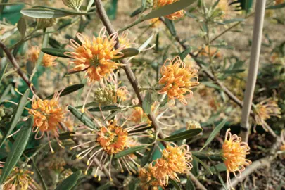 grevillea-apricot-glow-