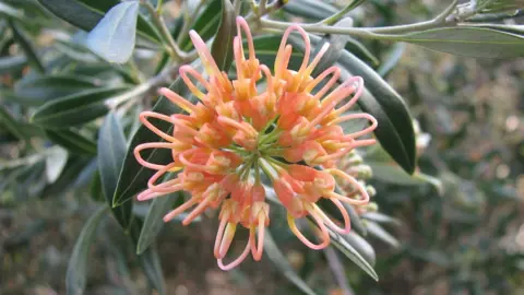 grevillea-apricot-glow-1