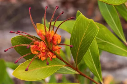 Grevillea Orange Marmalade shrub with pretty, orange flowers.