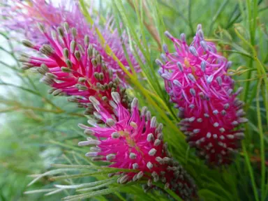 Grevillea Panrock Princess plant with pink-purple flowers.