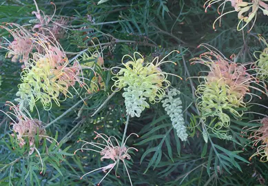 grevillea-peaches-and-cream-