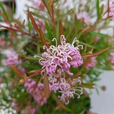 grevillea-pink-midget-