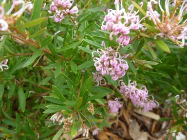 grevillea-pink-midget-1