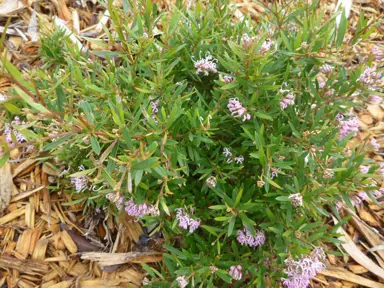 grevillea-pink-midget-2