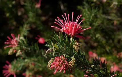 Grevillea Pink Pearl shrub with dark green foliage and pink flowers.