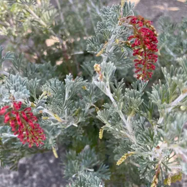 grevillea-yellow-fever-2