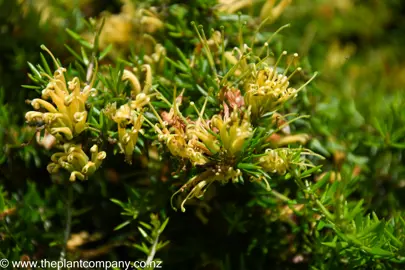 Grevillea prostrata 'Aurea' yellow flower and dark green foliage.