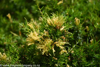 Grevillea prostrata 'Aurea' yellow flower.