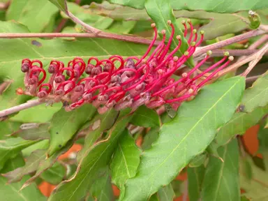 Grevillea Raptor plant with pink flowers.