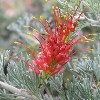 Grevillea 'Red Dragon' red flowers and grey foliage.