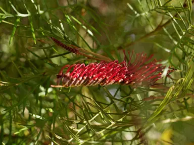 Grevillea Red Hooks shrub with green foliage and red flowers.