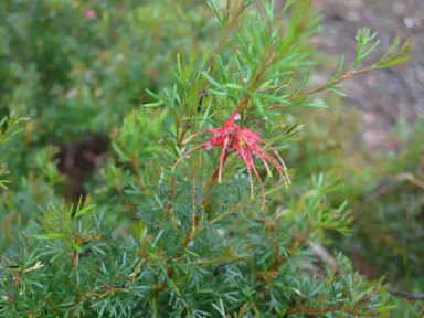 Grevillea Red Wings shrub with fine, green foliage and red flowers.