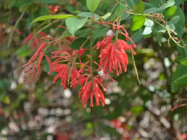 grevillea-rhyolitica-deua-flame-1