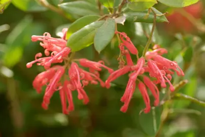 grevillea-rhyolitica-deua-flame-3