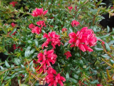 Grevillea 'Rondeau' plant with pink flowers and green foliage.