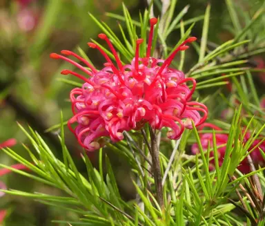 Grevillea rosmarinifolia shrub with green foliage and elegant, pink flowers.