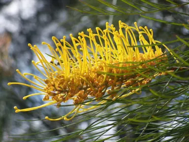 Grevillea Sandra Gordon shrub with yellow flowers and fine, green foliage.