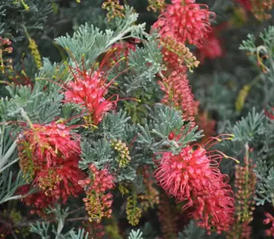 grevillea-seaspray--2