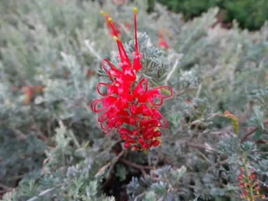 grevillea-seaspray-