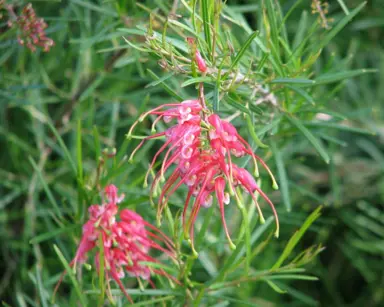 Grevillea Silk Carpet shrub with elegant, pink flowers.