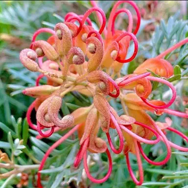 Grevillea Soopa Doopa orange-red flower.