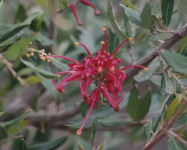 Grevillea Splendour plant with rose-red flowers.