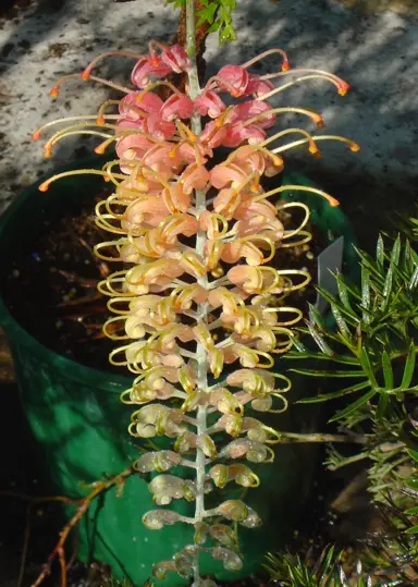 Grevillea Strawberry Pops flower.