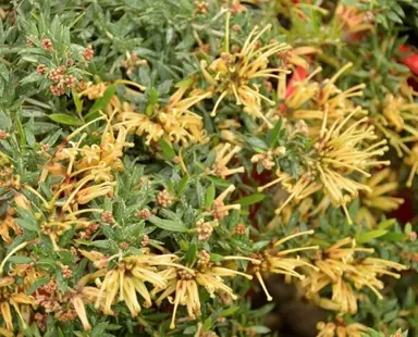 Grevillea Sunkissed shrub with masses of yellow flowers.