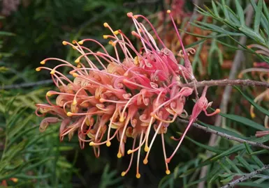 Grevillea Superb shrub with beautiful and showy, red-orange flowers.