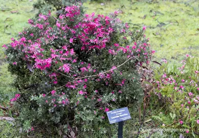 Grevillea 'Tanunfa' shrub with pink flowers and green foliage.