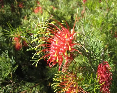 Grevillea thelemanniana'Baby' pink flowers and green foliage.