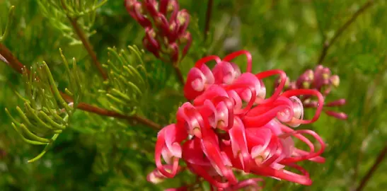 Grevillea thelemanniana pink flower and dark green foliage.