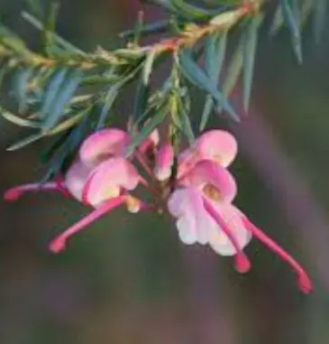 Grevillea Tranquillity pink flower.