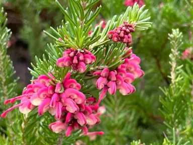 Grevillea Tucker Time Fruit Box shrub with masses of pink flowers.